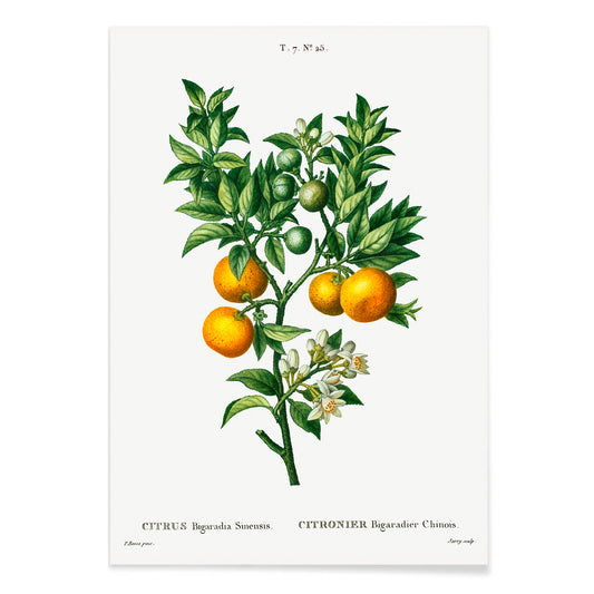 Bitter sweet oranges on a branch botanical illustration by Pierre Joseph Redoute Citrus Bigaradia Sinensis artwork poster, with black aluminium frame on white background