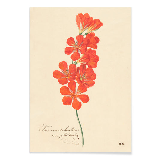 Botanical illustration and poster of vibrant orange and red Tritonia Crocata Flame Freesia flower artwork by Hendrik Schwegman on light background, with black aluminium frame on white background