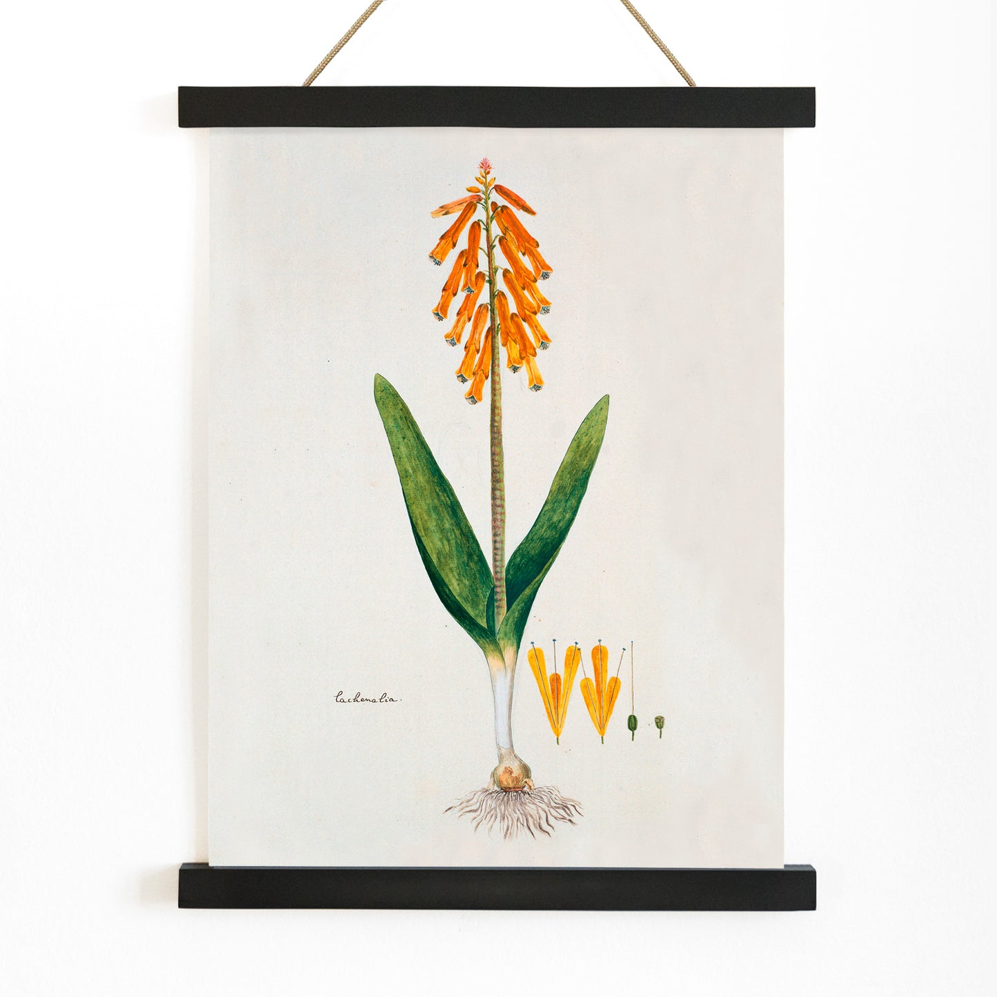 Botanical illustration poster of opal flower with orange blossoms and green leaves by Robert Jacob Gordon, with wooden magnetic frame on white background