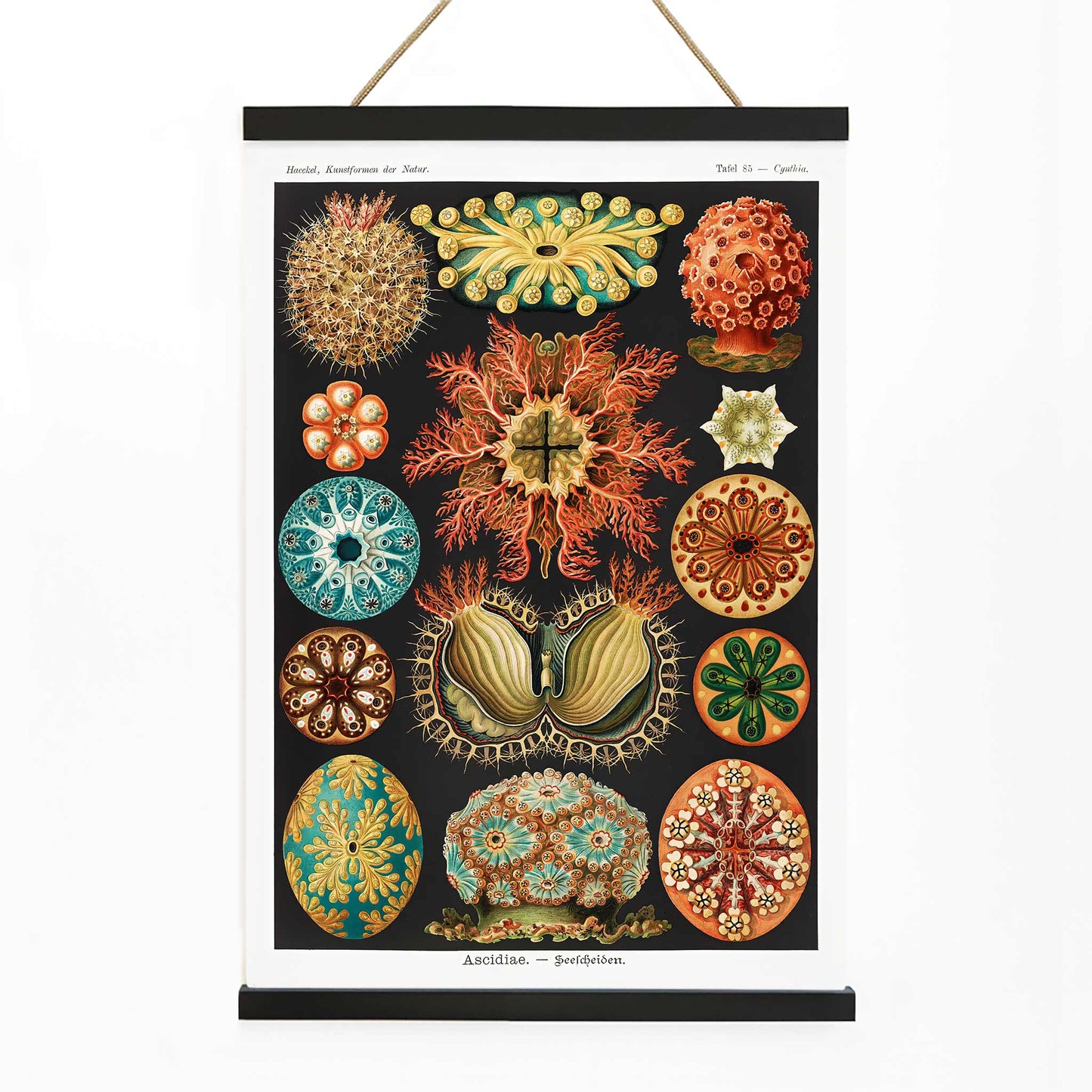 Colorful scientific illustration poster of ascidian sea creatures by Ernst Haeckel from Kunstformen der Natur and Ascidiae Seescheiden perfect for wall decor, with wooden magnetic frame on white background