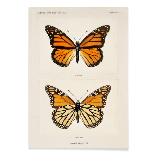 Monarch Butterfly Danais Archippus vintage illustration and detailed poster from Moths and Butterflies of the United States by Sherman F Denton, with black aluminium frame on white background