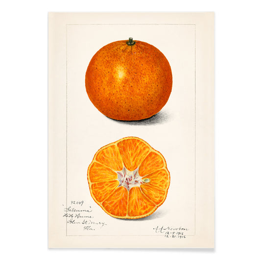 Botanical illustration and poster of Orange Citrus Sinensis by Amanda Almira Newton showing whole and sliced orange fruit and cross section artwork, with black aluminium frame on white background
