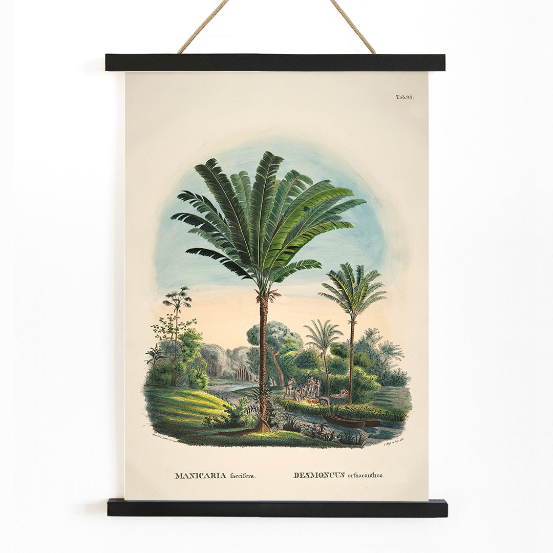 Tropical palm trees and river landscape illustration poster featuring Desmoncus orthacanthos artwork from Historia Naturalis Palmarum by Carl Friedrich Philipp von Martius, with wooden magnetic frame on white background
