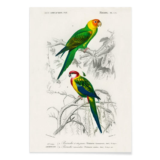 Colorful illustrated parakeets perched on branches by Charles Dessalines D Orbigny from Different types of birds Perruche poster illustration, with black aluminium frame on white background