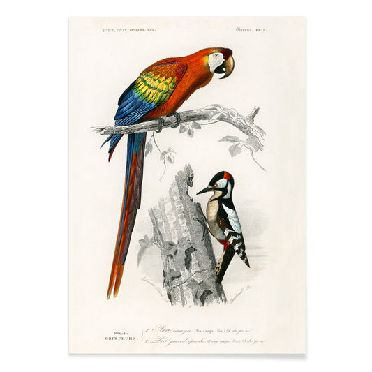 Colorful parrot and woodpecker perched on branches illustrated by Charles Dessalines D Orbigny poster of different types of colorful birds, with black aluminium frame on white background