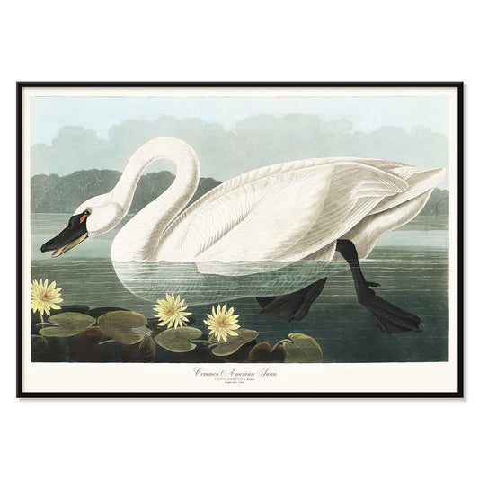 American Swan swimming among yellow water lilies artwork by John James Audubon Birds of America wall decor poster, with black aluminium frame on white background