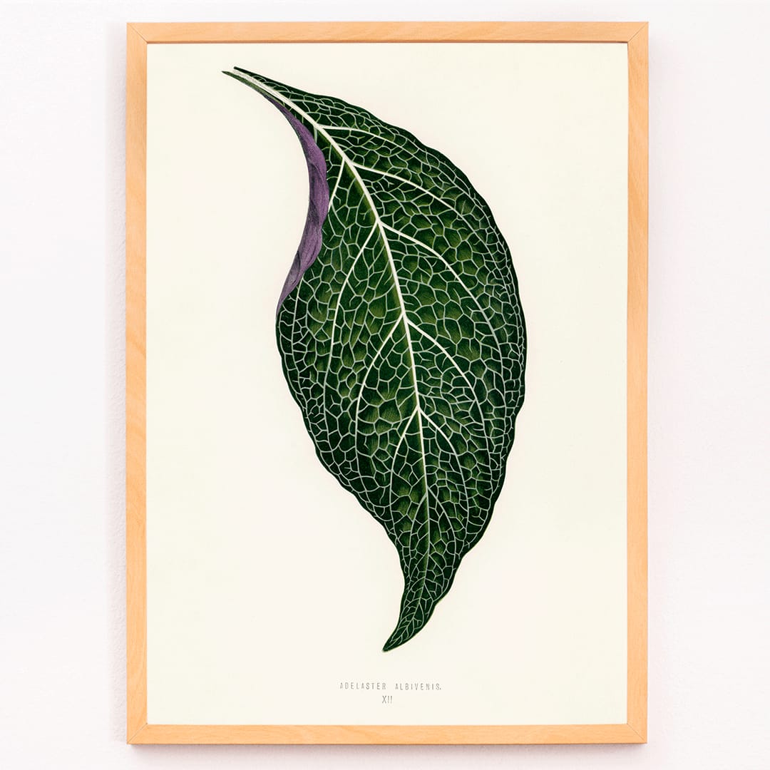 Detailed botanical illustration poster of Adelaster Albivenis by Shirley Hibberd showing a green leaf with purple veins, framed and displayed in modern living room decor