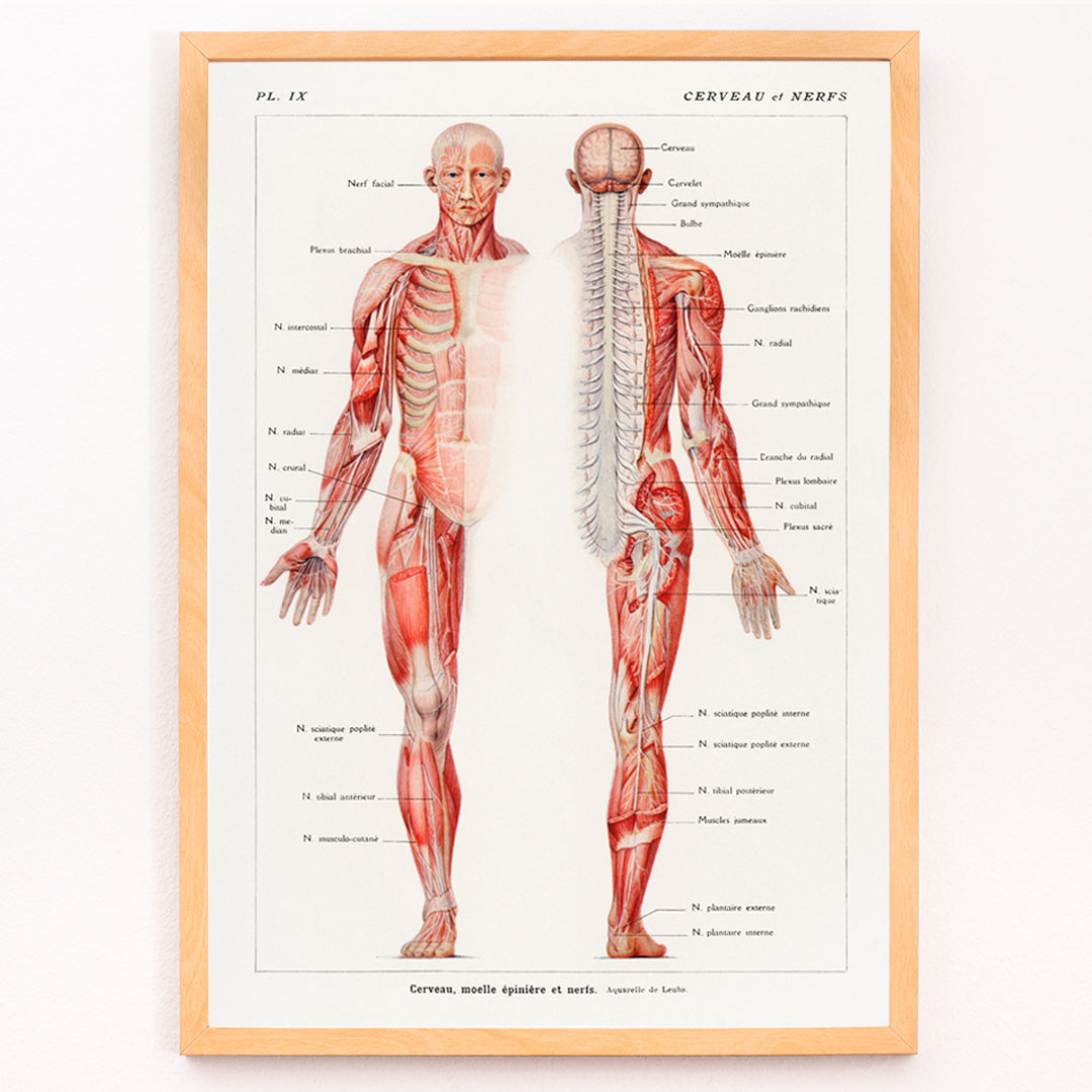 Closeup detail of Antique anatomical illustration poster of the human nervous system by Galtier-Boissiere and Emile featuring cerveau moelle epiniere et nerfs