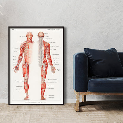 Antique anatomical illustration poster of the human nervous system by Galtier-Boissiere and Emile featuring cerveau moelle epiniere et nerfs, framed and displayed in home decor
