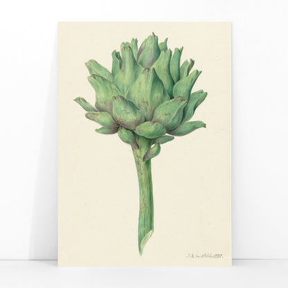 Botanical illustration poster of a green artichoke by Jean Bernard detailed artwork, framed and displayed in modern living room decor