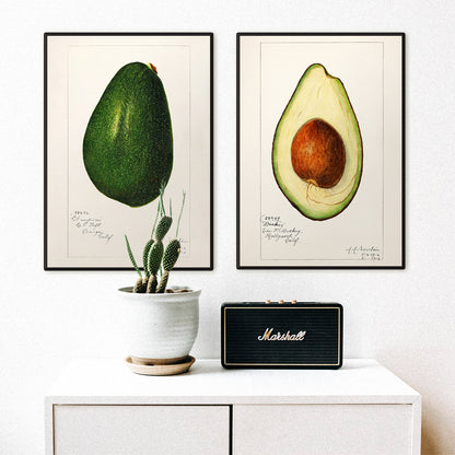 Botanical illustration of avocado Persea by Amada Almira Newton detailed poster with seed and green flesh, framed and displayed in home decor