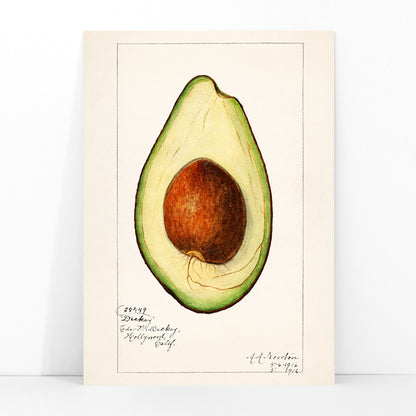 Botanical illustration of avocado Persea by Amada Almira Newton detailed poster with seed and green flesh, framed and displayed in modern living room decor