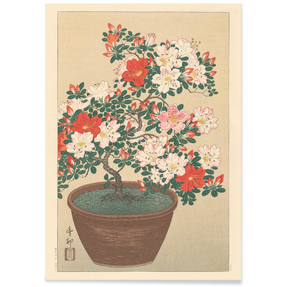Potted azalea in bloom with red and white flowers botanical artwork Flowering azalea by Ohara Koson poster, with black aluminium frame on white background