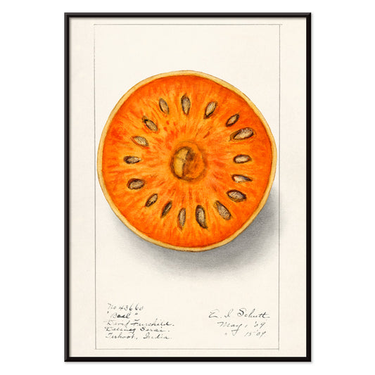 Botanical illustration of sliced orange bael fruit Aegle Marmelos by Ellen Isham Schutt artwork poster, with black aluminium frame on white background