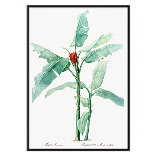 Scarlet banana plant botanical illustration by Pierre Joseph Redoute from Les liliacees poster artwork, with black aluminium frame on white background