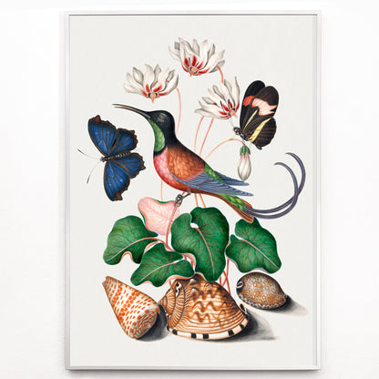 Closeup detail of Crimson topaz hummingbird butterflies cyclamen flowers and shells artwork by James Bolton Natural History Cabinet poster