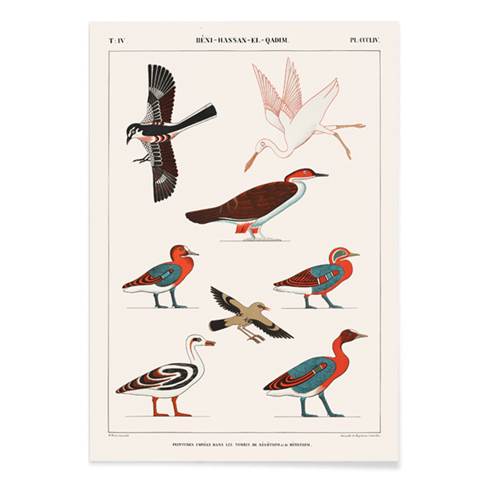 Colorful ancient Egyptian bird illustrations by Jean Francois Champollion from tomb paintings of Nevoethph and Menothph poster, with black aluminium frame on white background