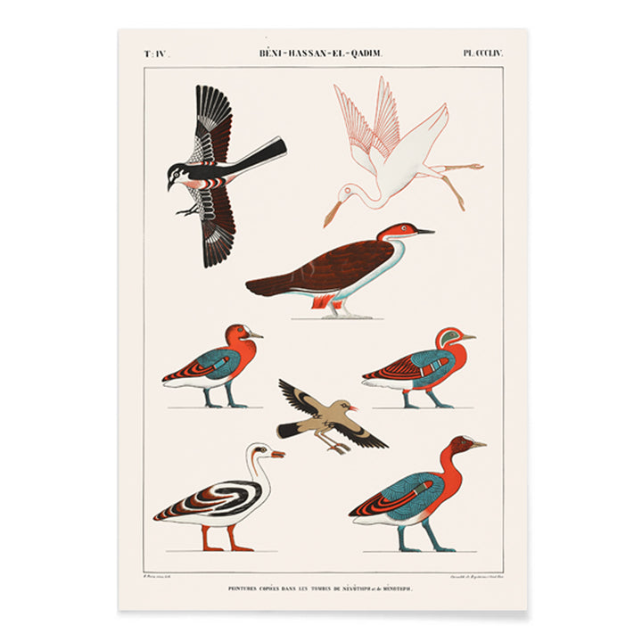 Colorful ancient Egyptian bird illustrations by Jean Francois Champollion from tomb paintings of Nevoethph and Menothph poster, with black aluminium frame on white background