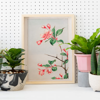 Botanical illustration and poster of pink and red cherry blossom branch with green leaves Kaido pyrus spectabalis by Megata Morikaga, framed and displayed in home decor
