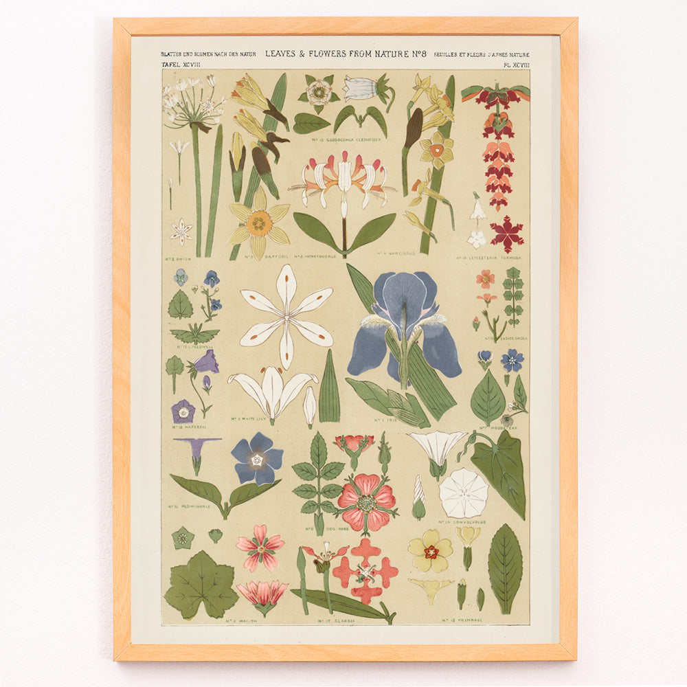 Closeup detail of Botanical illustration poster of colorful leaves and flowers by Owen Jones from Grammar of Ornament