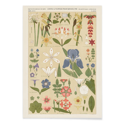 Botanical illustration poster of colorful leaves and flowers by Owen Jones from Grammar of Ornament, with black aluminium frame on white background