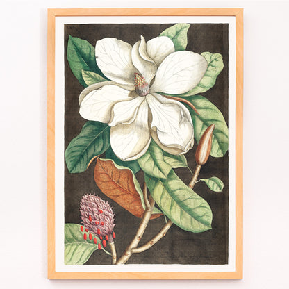Closeup detail of Laurel Tree Magnolia altissima botanical illustration and poster from The natural history of Carolina Florida and the Bahama Islands by Mark Catesby