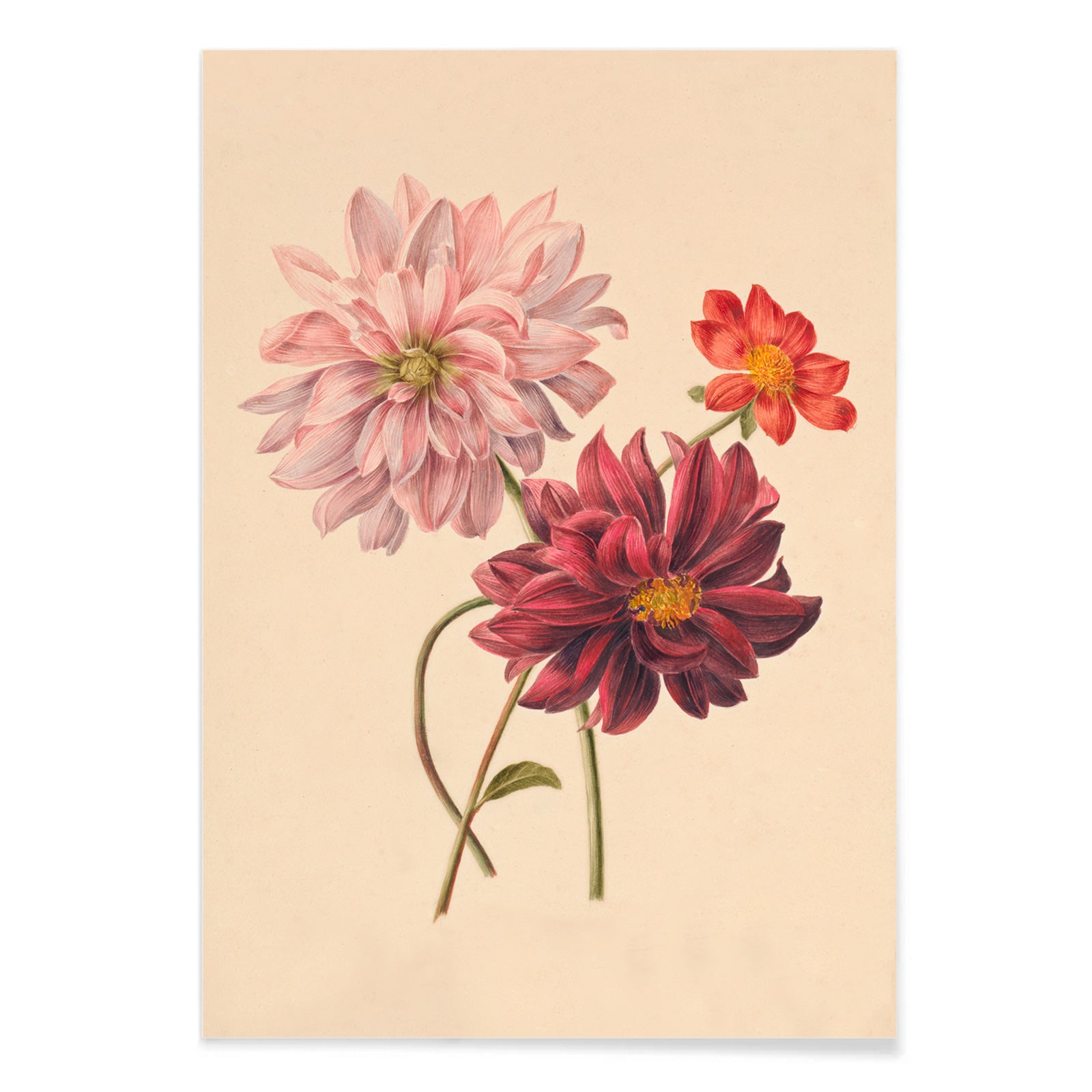 Botanical illustration poster of colorful dahlias in soft pink red and burgundy by Willem Hekking, with black aluminium frame on white background