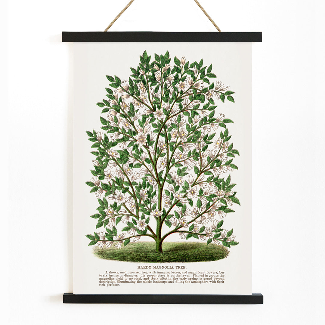 Hardy Magnolia tree with white flowers botanical illustration and poster from Botanical Specimen artwork by Rochester titled Hardy Magnolia lithograph, with wooden magnetic frame on white background
