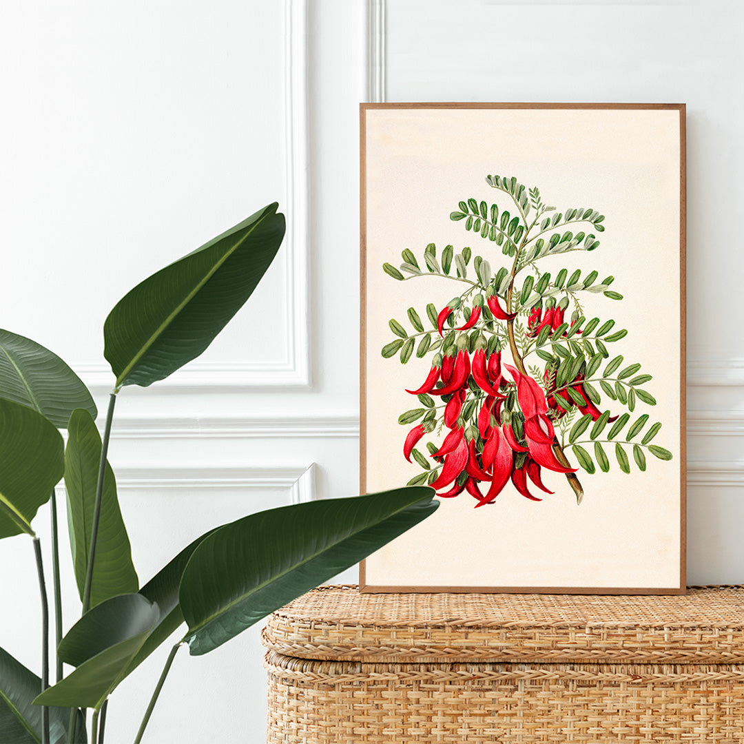 Antique plant Kowhai Clianthus puniceus botanical illustration and poster with red flowers and green leaves by Sarah Featon, framed and displayed in home decor