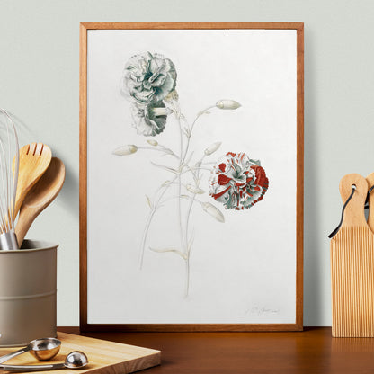 Botanical illustration of carnations titled Carnations by Georg Dionysius Ehret detailed flower artwork poster, framed and displayed in home decor