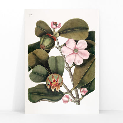 Balsam Tree botanical illustration with pink flowers and green leaves from The natural history of Carolina Florida and the Bahama Islands by Mark Catesby, framed and displayed in modern living room decor