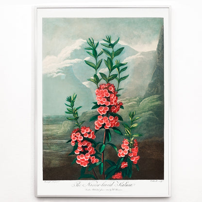 Closeup detail of Narrow leaved kalmia botanical illustration and poster by Robert John Thornton featuring vibrant pink flowers green leaves and mountain background from The Temple of Flora