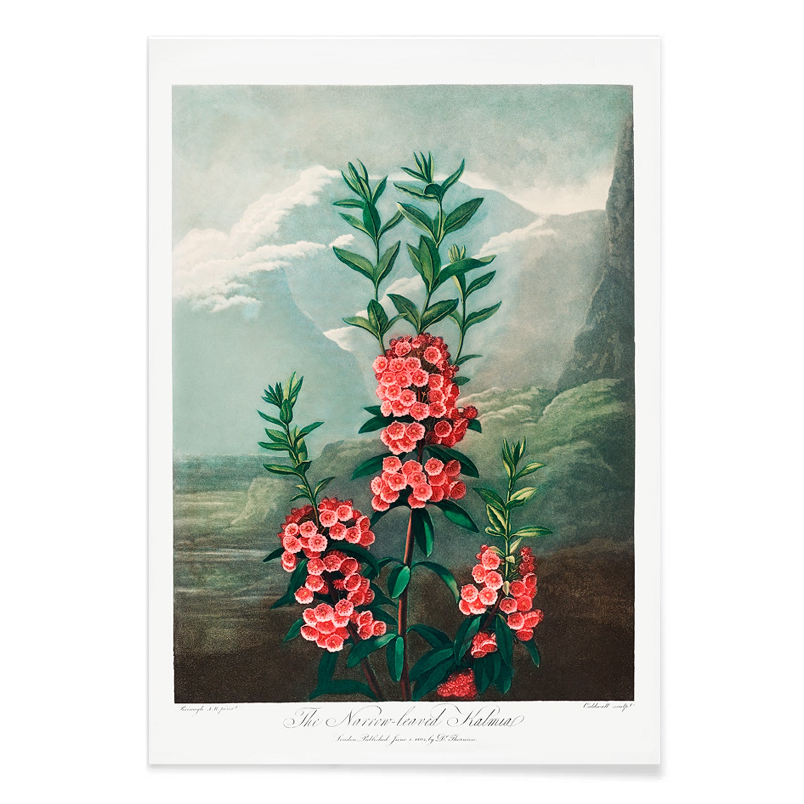 Narrow leaved kalmia botanical illustration and poster by Robert John Thornton featuring vibrant pink flowers green leaves and mountain background from The Temple of Flora, with black aluminium frame on white background