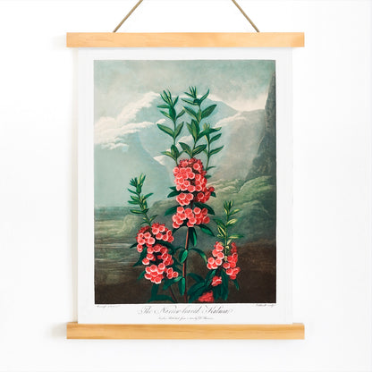 Narrow leaved kalmia botanical illustration and poster by Robert John Thornton featuring vibrant pink flowers green leaves and mountain background from The Temple of Flora, with wooden magnetic frame on white background