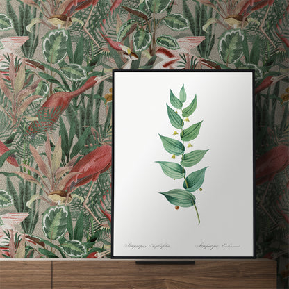Botanical illustration poster of twistedstalk plant from Les liliacees by Pierre Joseph Redoute with green leaves and berries, framed and displayed in home decor