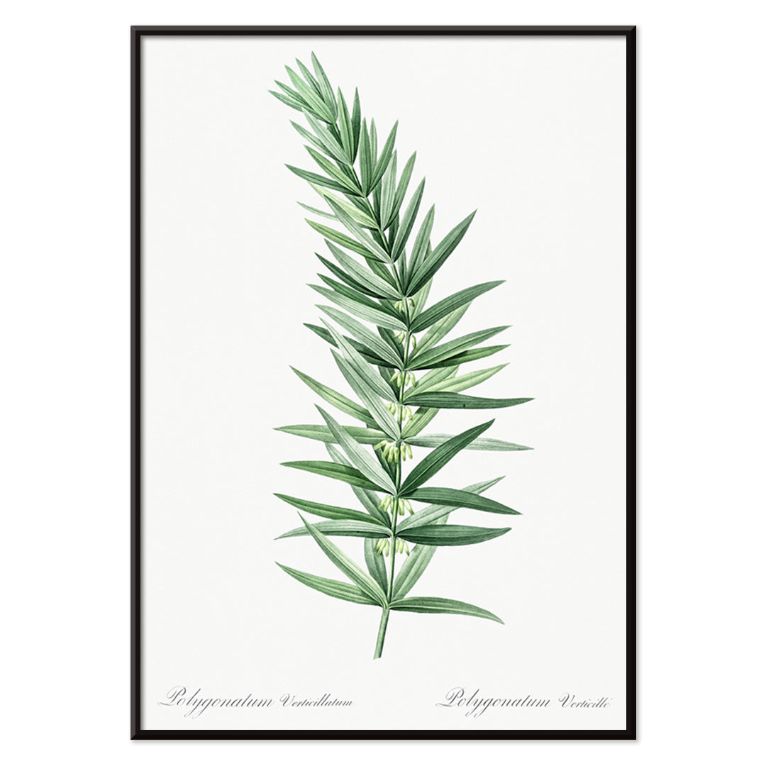 Whorled Solomons seal botanical illustration by Pierre-Joseph Redoute detailed artwork poster on white background, with black aluminium frame on white background