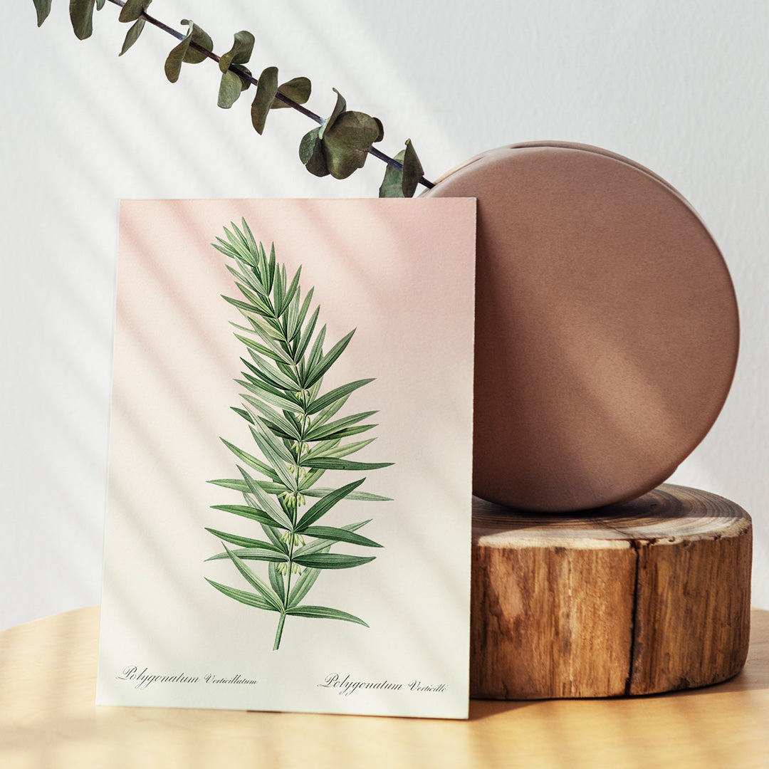 Whorled Solomons seal botanical illustration by Pierre-Joseph Redoute detailed artwork poster on white background, framed and displayed in home decor