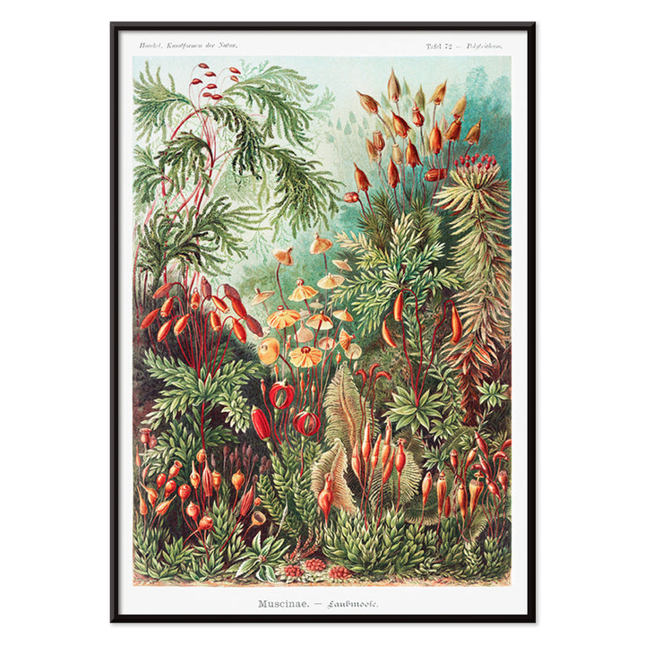 Vibrant botanical illustration of mosses plants and fungi by Ernst Haeckel Muscinae Laubmoose Kunstformen der Natur poster, with black aluminium frame on white background