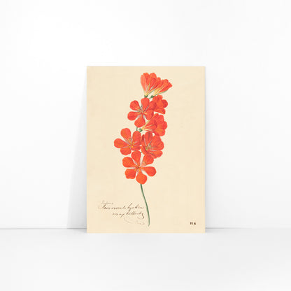 Botanical illustration and poster of vibrant orange and red Tritonia Crocata Flame Freesia flower artwork by Hendrik Schwegman on light background, framed and displayed in modern living room decor