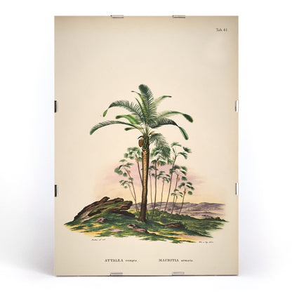 Botanical illustration of Attalea compta palm trees by Carl Friedrich Philipp von Martius from Historia Naturalis Palmarum artwork poster, framed and displayed in modern living room decor