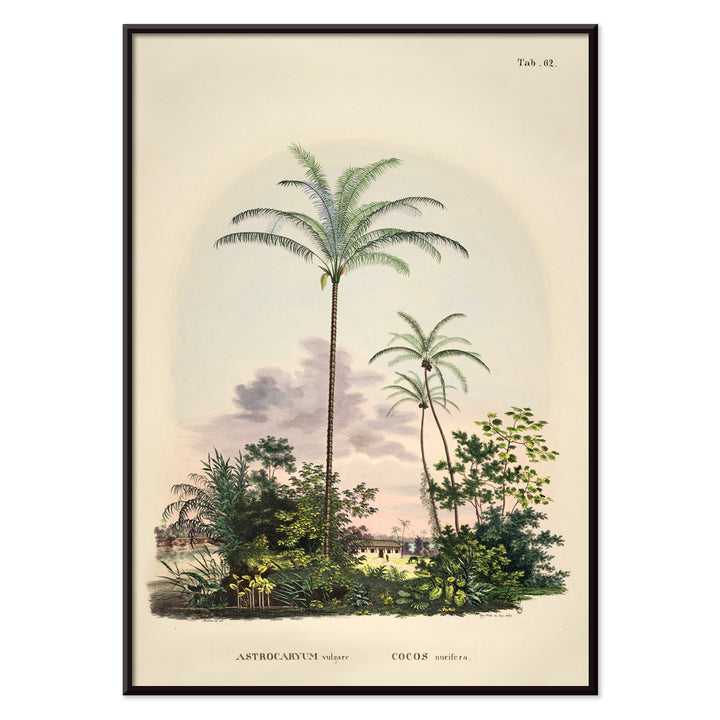 Astrocaryum vulgare botanical illustration and poster of tropical palm trees and lush green plants by Carl Friedrich Philipp von Martius, with black aluminium frame on white background
