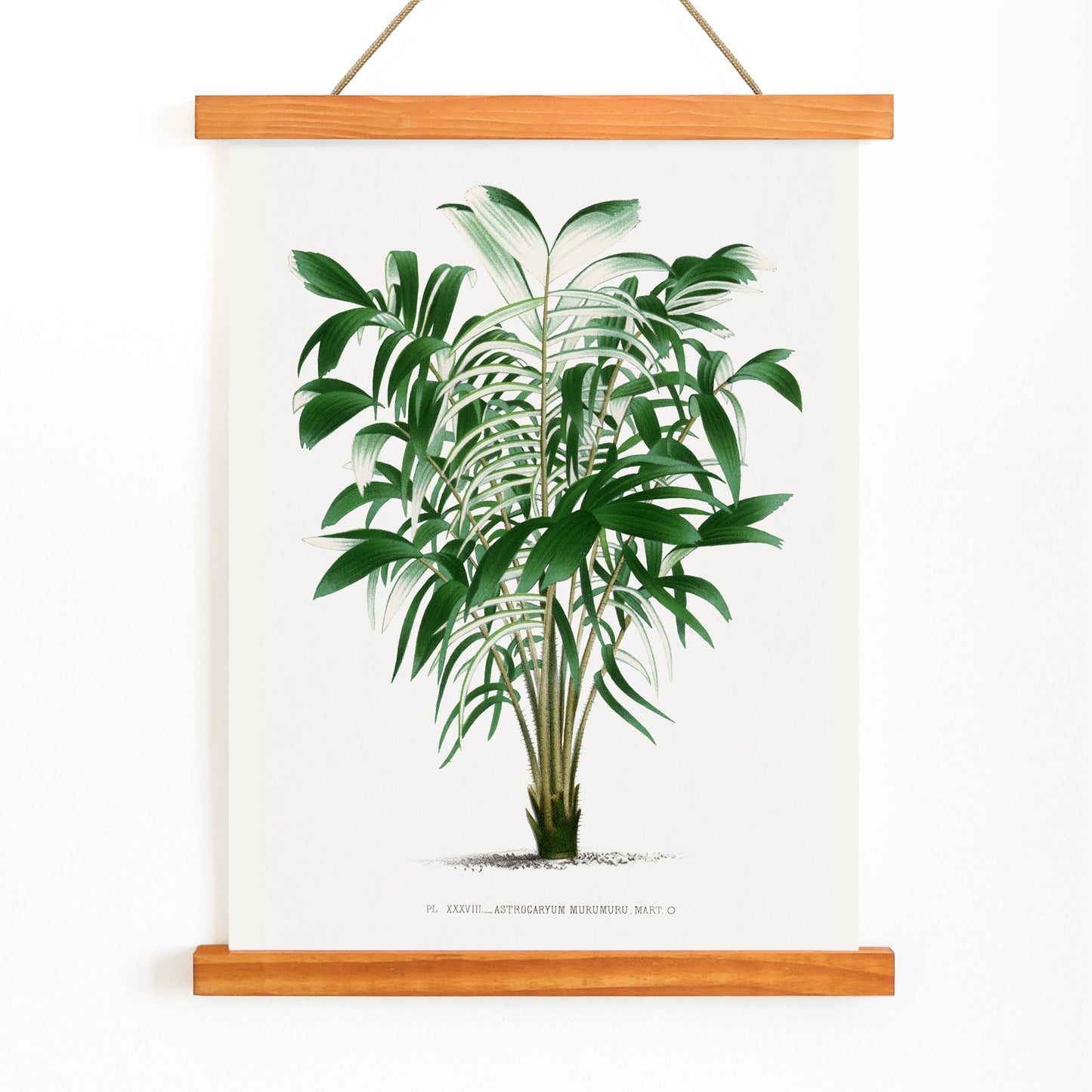 Botanical illustration poster of a palm plant and palm tree from Les Palmiers Histoire Iconographique by Oswald de Kerchove de Denterghem, with wooden magnetic frame on white background