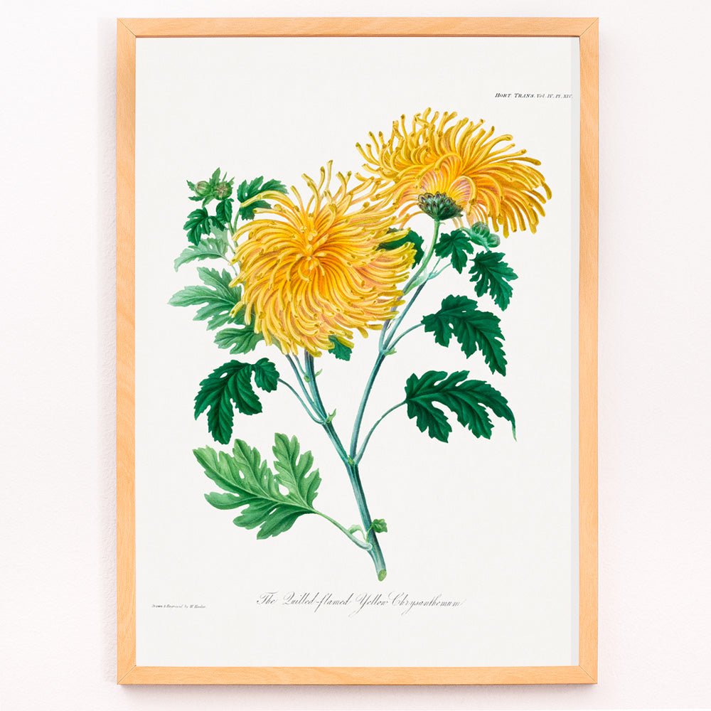 Closeup detail of Botanical illustration poster of yellow chrysanthemum flowers and green leaves The Lulled Flame by William Jackson Hooker