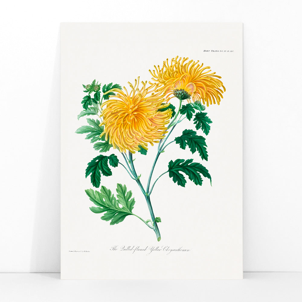 Botanical illustration poster of yellow chrysanthemum flowers and green leaves The Lulled Flame by William Jackson Hooker, framed and displayed in modern living room decor