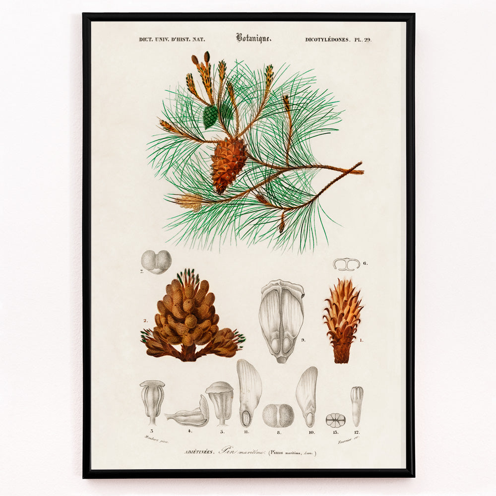 Closeup detail of Maritime pine Pinus maritima botanical illustration by Charles Dessalines D Orbigny with detailed pine cones needles and plant parts poster artwork