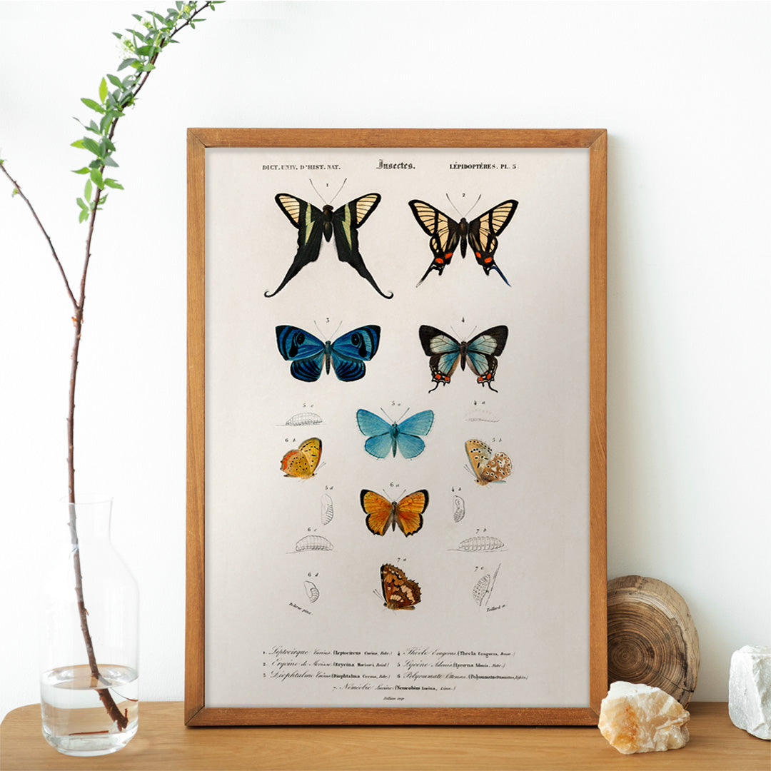 Colorful butterflies and chrysalises illustration and poster showing butterfly life stages by Charles Dessalines D Orbigny, framed and displayed in home decor