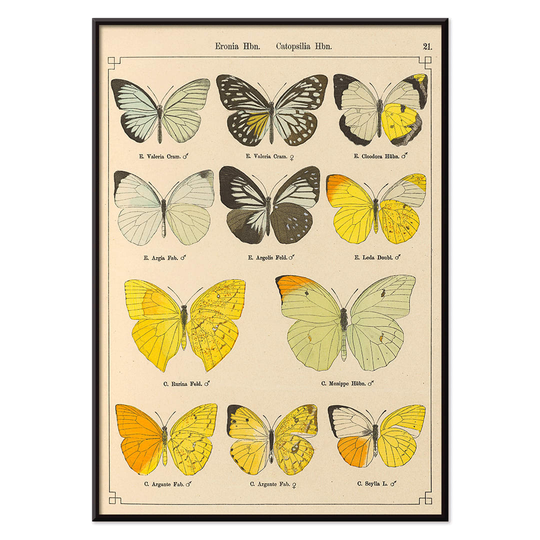 Exotic butterflies illustration and poster by Otto Staudinger titled Exotic Butterflies Pl021 featuring detailed colorful species, with black aluminium frame on white background