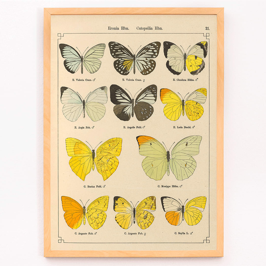 Exotic butterflies illustration and poster by Otto Staudinger titled Exotic Butterflies Pl021 featuring detailed colorful species, framed and displayed in modern living room decor