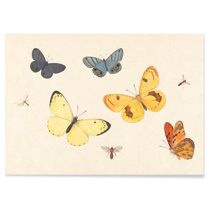 Illustration and poster of butterflies wasp and flies from Five Butterflies a Wasp and Two Flies by Pieter Withoos, with black aluminium frame on white background