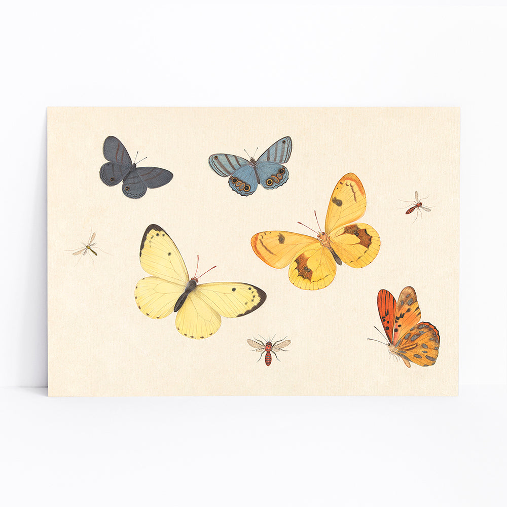 Illustration and poster of butterflies wasp and flies from Five Butterflies a Wasp and Two Flies by Pieter Withoos, framed and displayed in modern living room decor